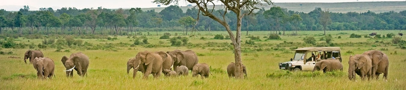 elephants_grazing.jpg