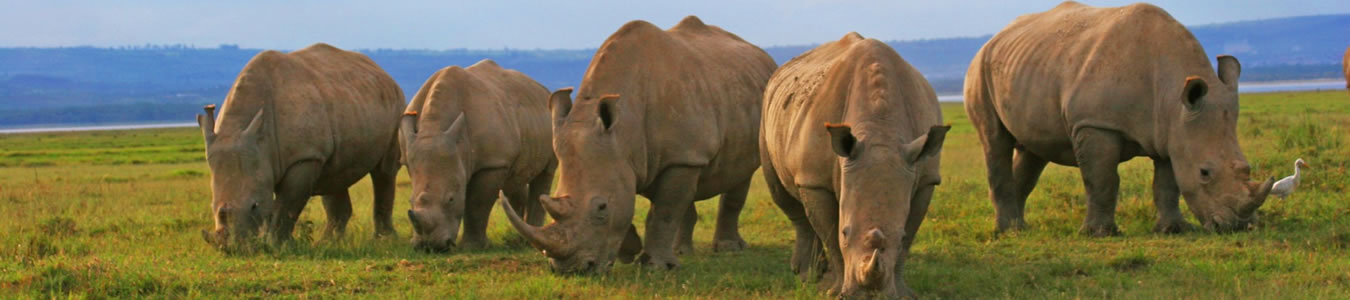rhinos.jpg