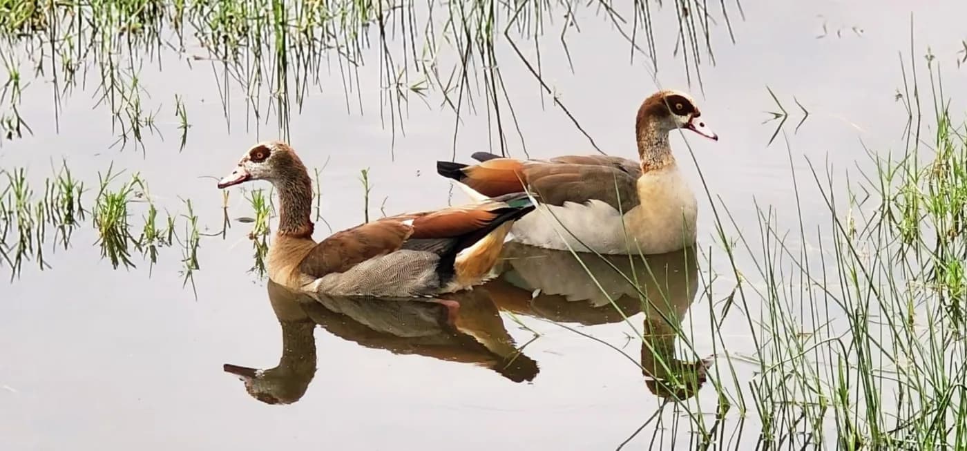 Water birds gathered at a lake edge