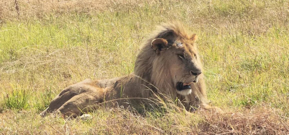 Male lion resting on open grassland