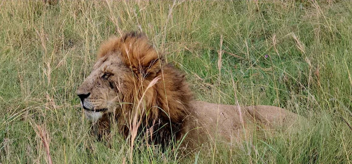 Male lion resting in long grass