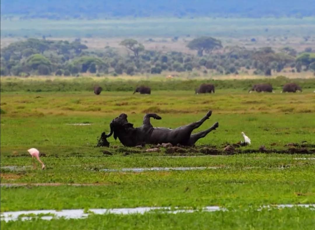 Rhinoceroses resting in a broad wetland landscape