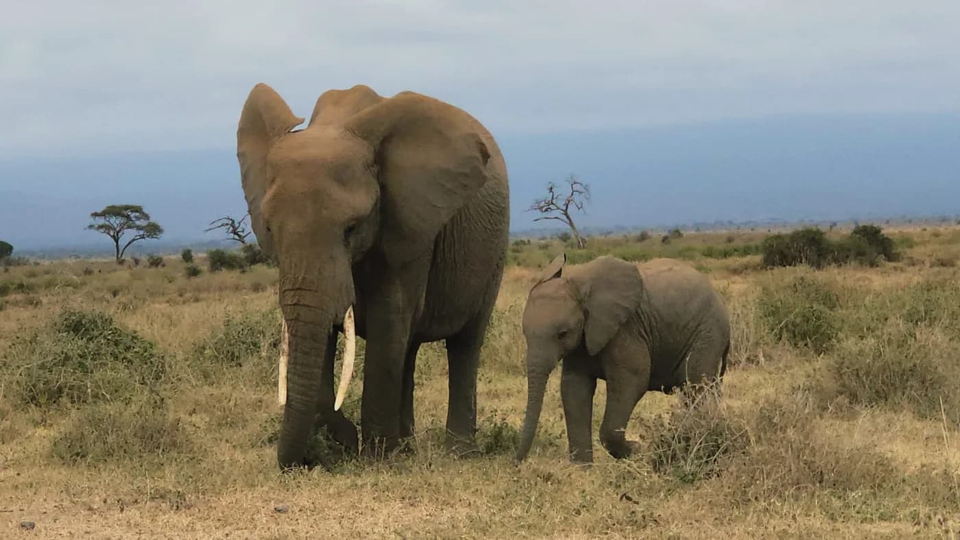 Elephant family standing together on savannah