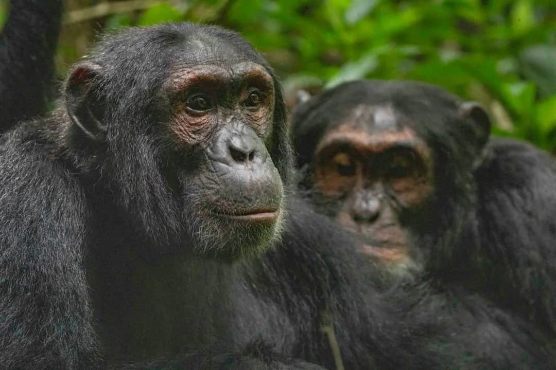 Two chimpanzees sitting close together in dense forest