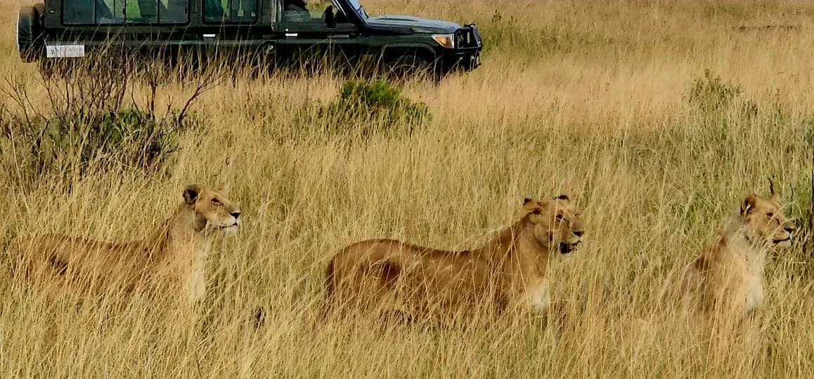 Lionesses resting in tall grass near a safari vehicle