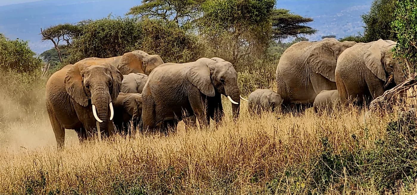 Elephant herd moving through dry East African bush