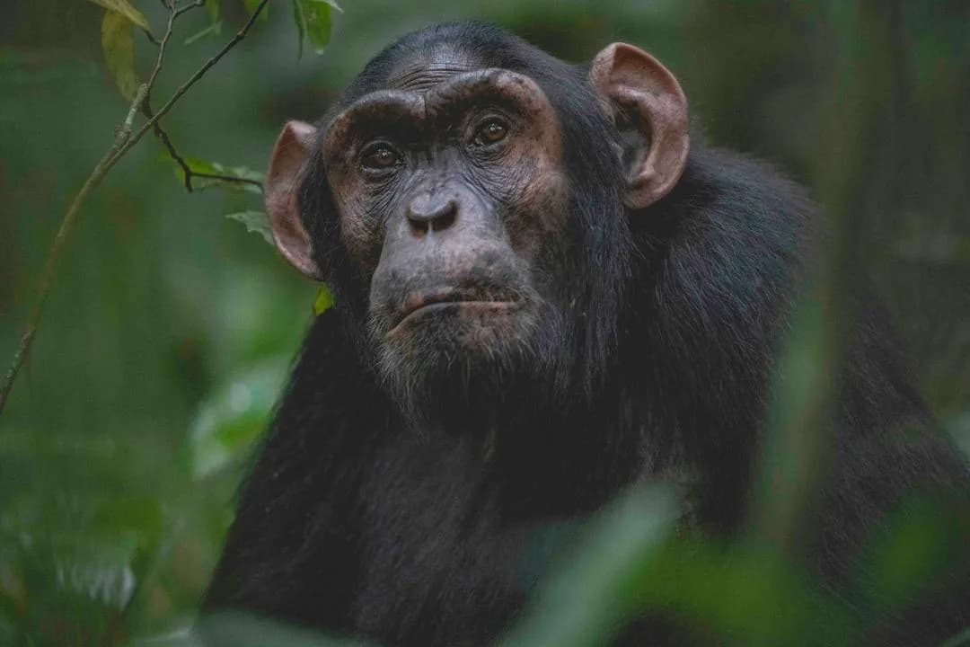 Chimpanzee looking through green forest foliage