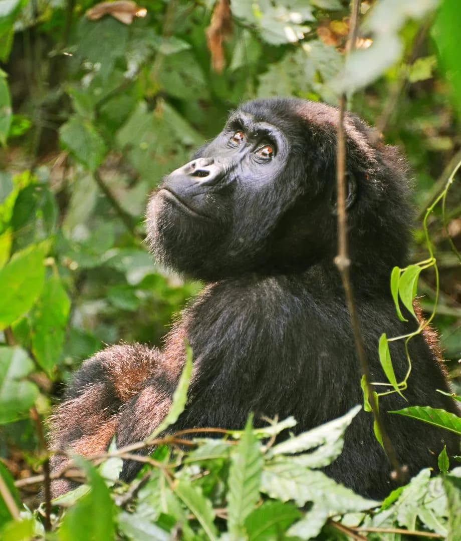 Mountain gorilla feeding among green forest plants