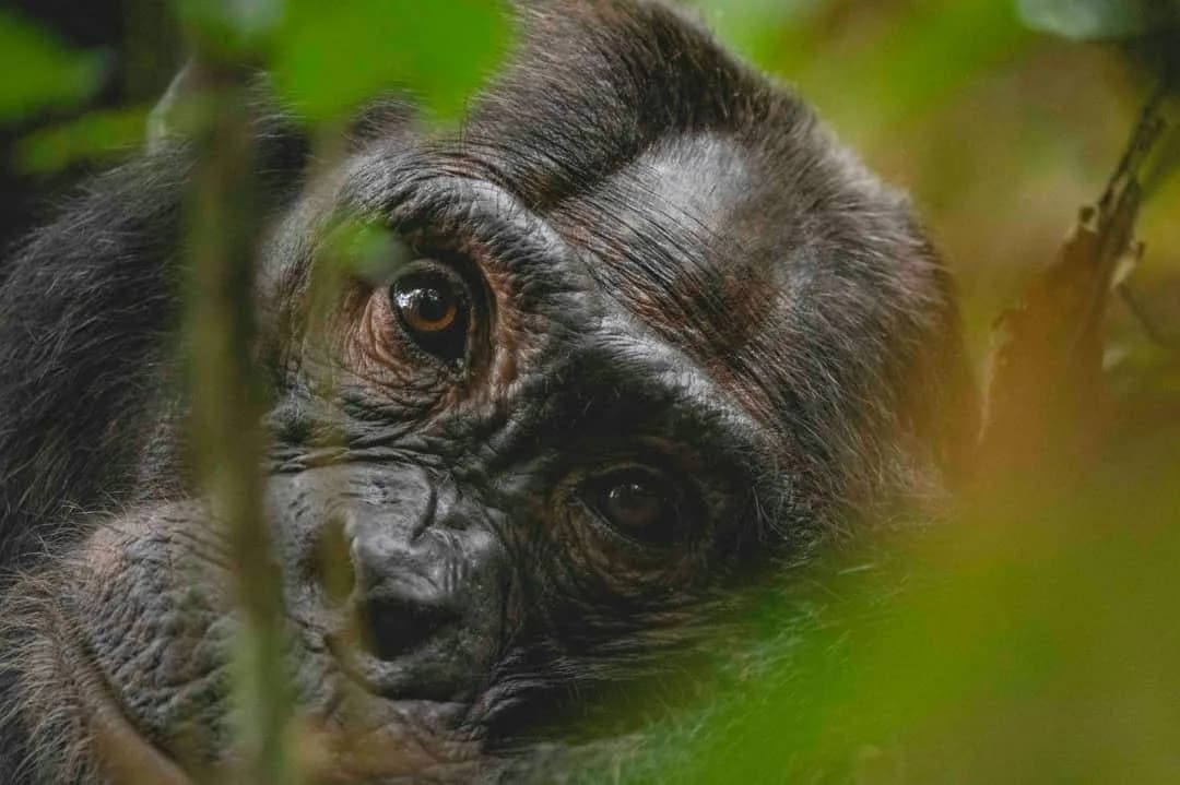 Young mountain gorilla peering through green leaves