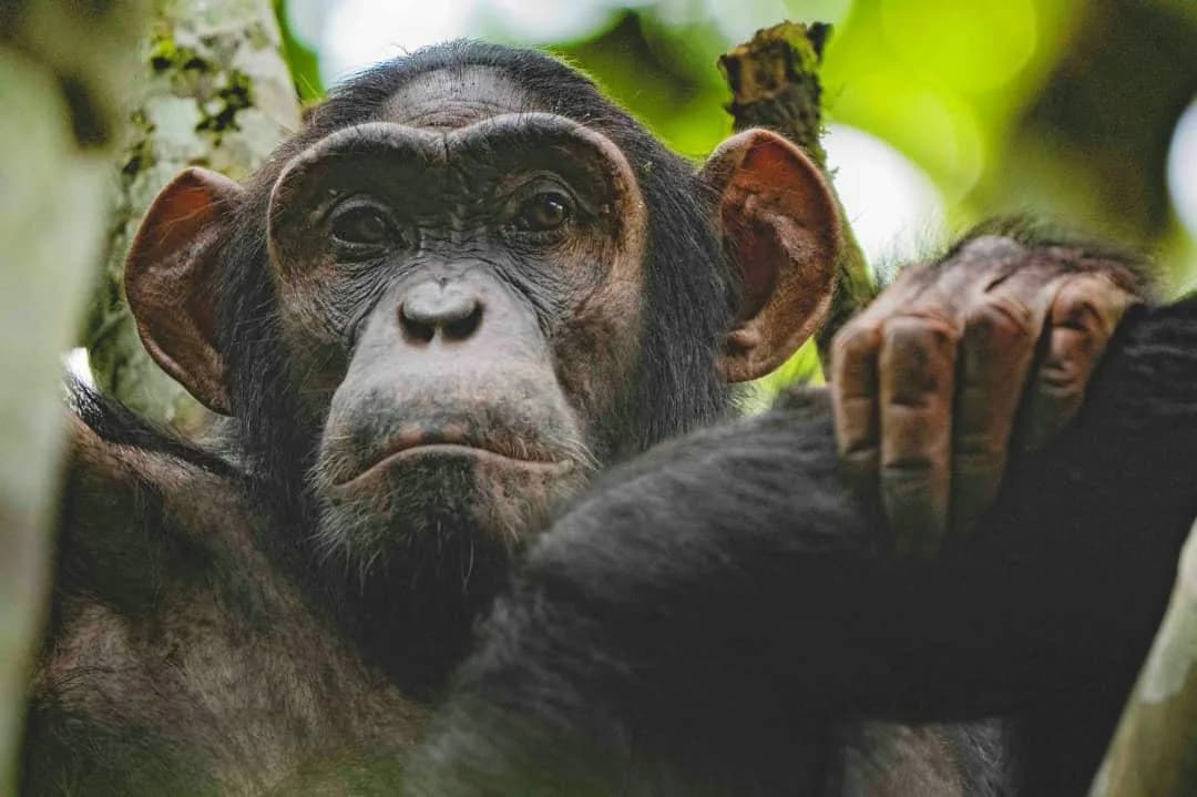Two chimpanzees sitting together in forest