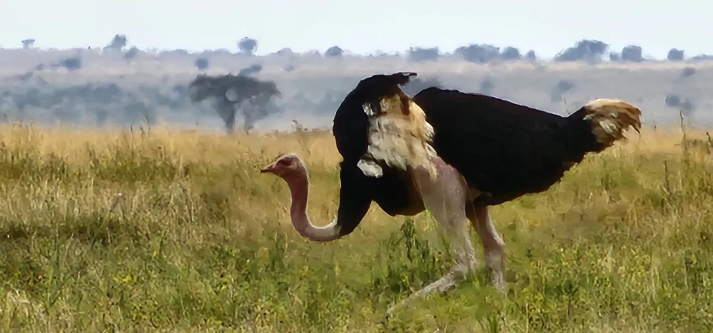Ostrich moving across open savannah