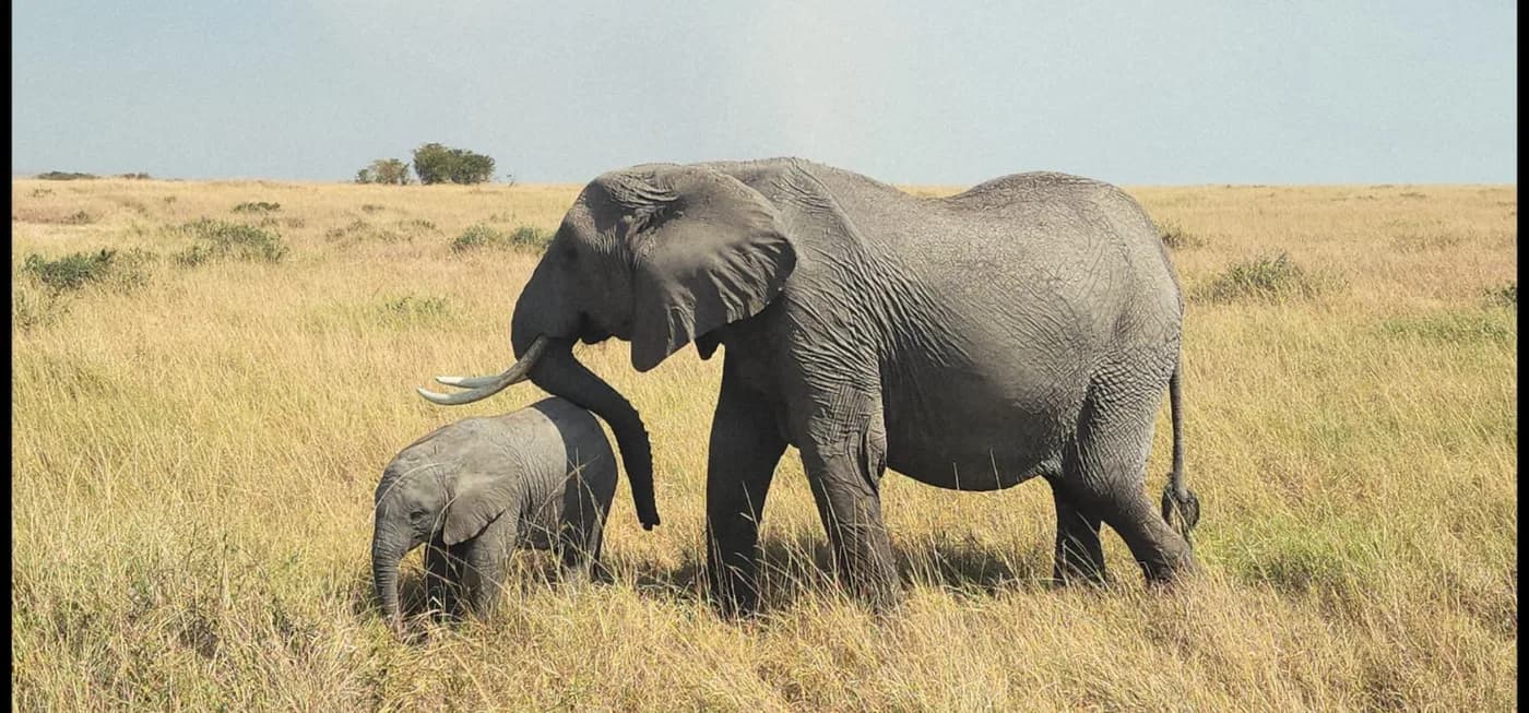 Elephant with a calf on open grassland