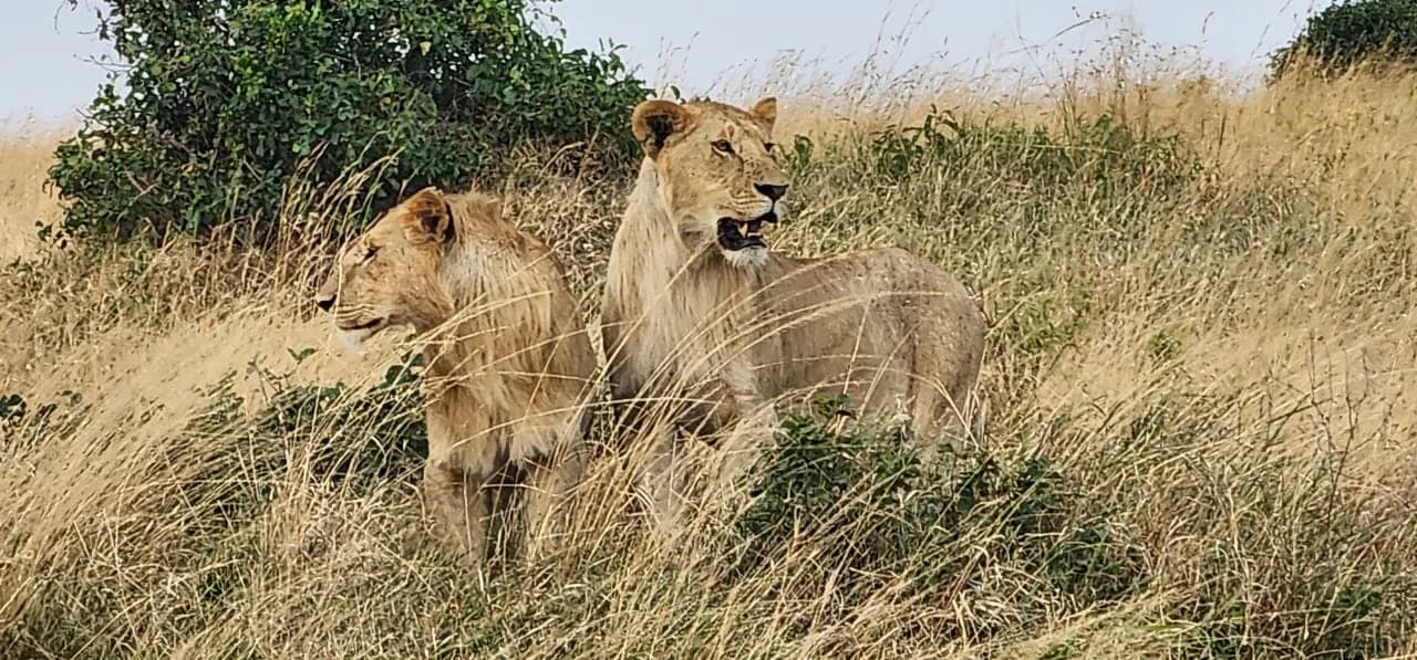 Lioness resting in dry East African grass
