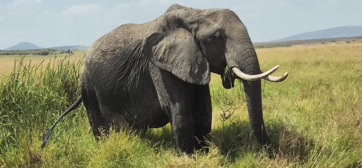 Elephant standing in open grassland