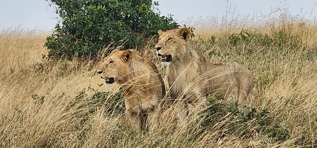 Lioness looking across tall grass