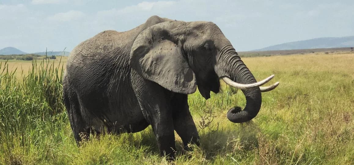 African elephant walking through green savannah