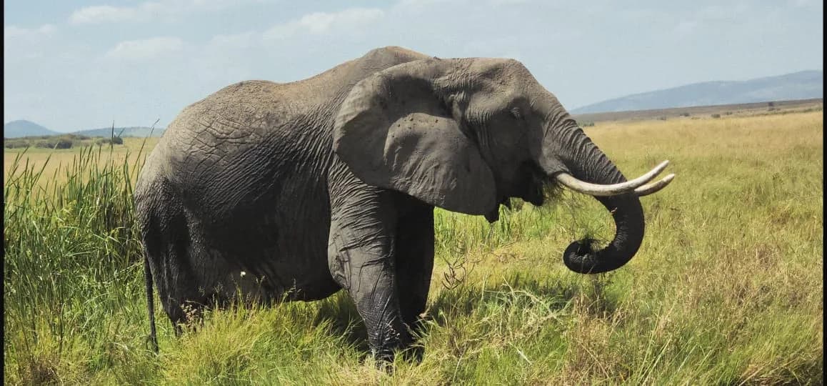 Large elephant crossing open grassland