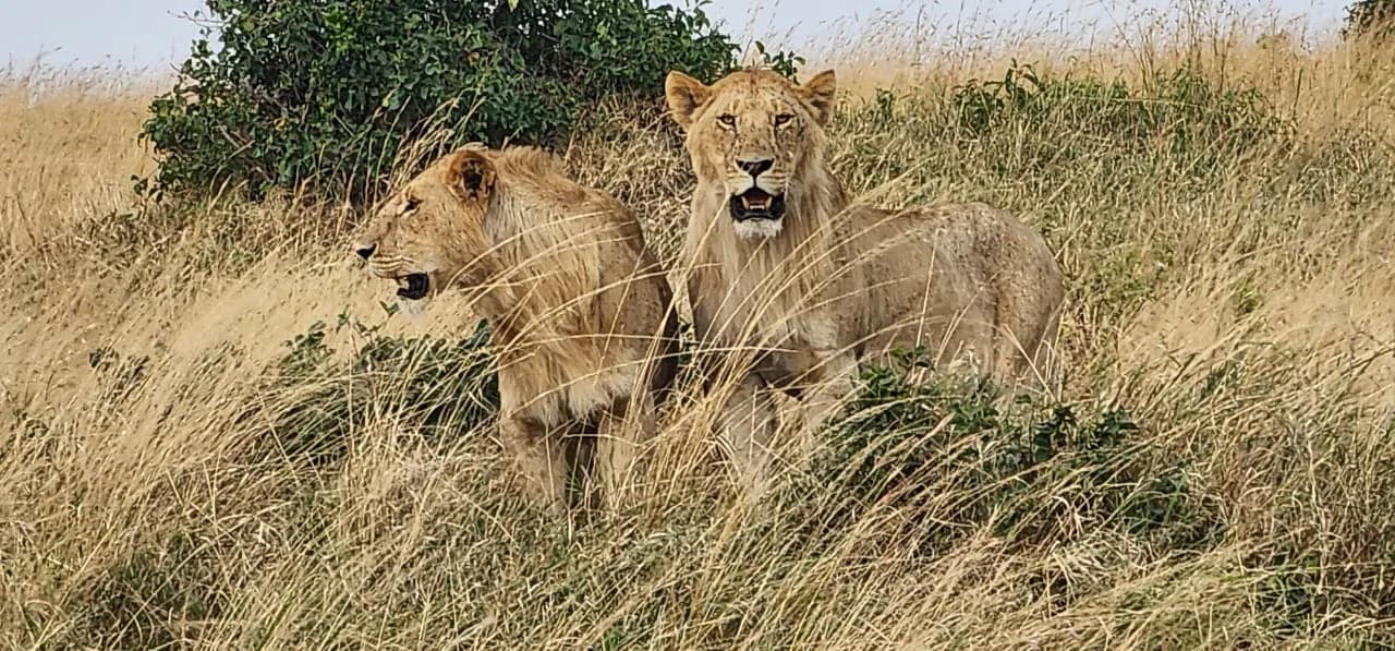 Lioness watching from pale grass