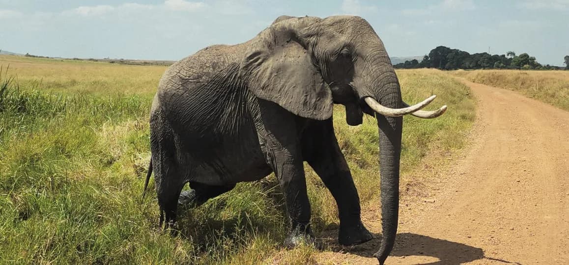 Elephant standing beside an unpaved safari track
