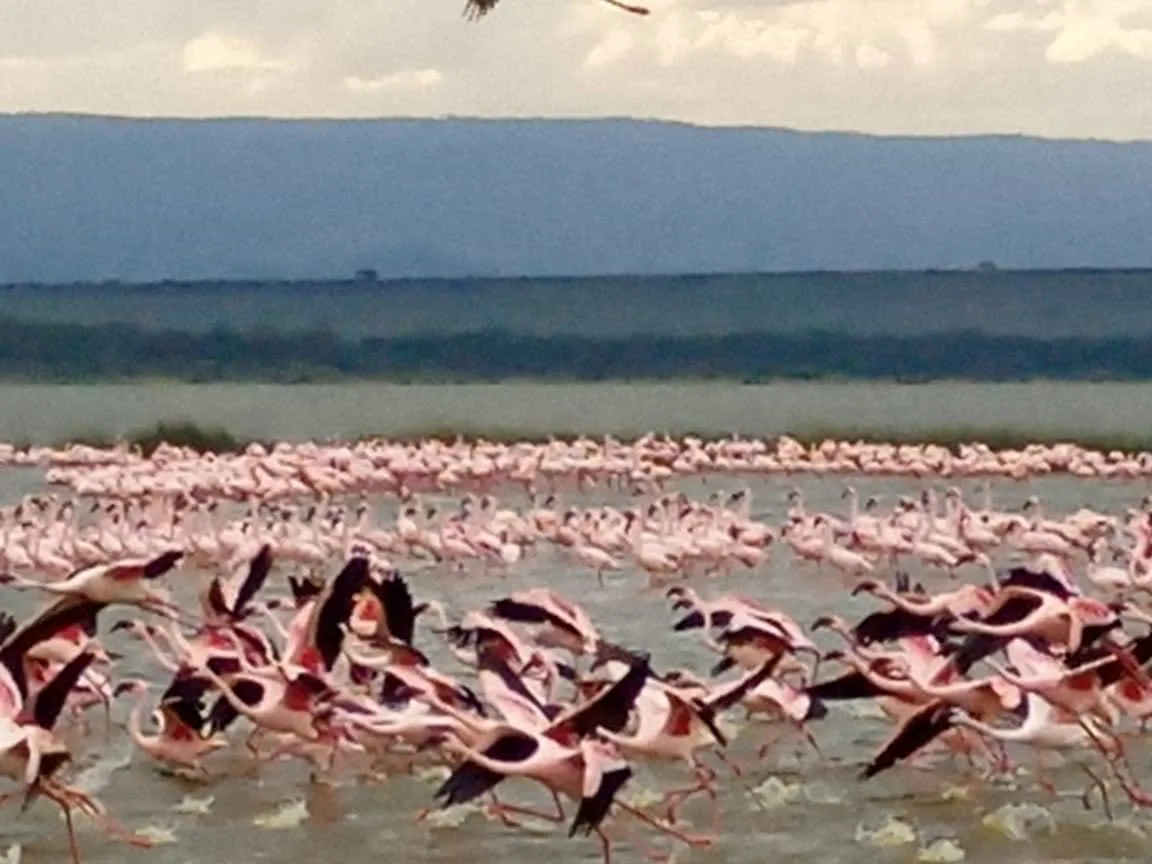 Dense flock of flamingos along a shallow lake