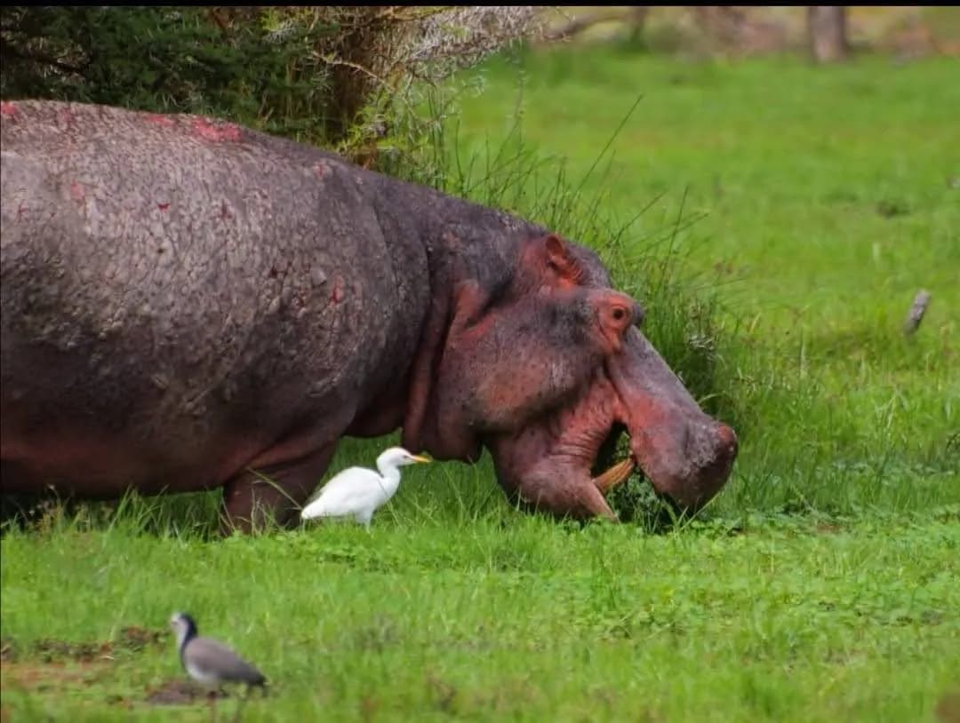 Hippopotamus standing on green wetland grass