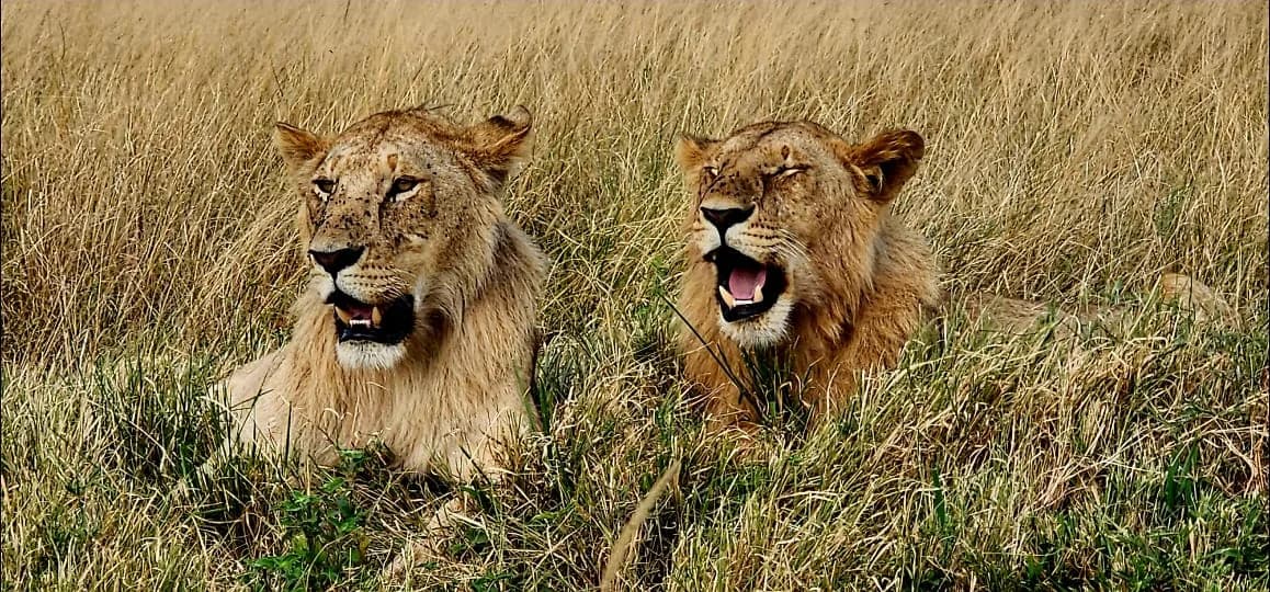 Two lions resting together in dry grass