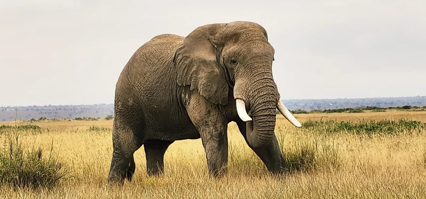 Elephant walking alone across golden grassland
