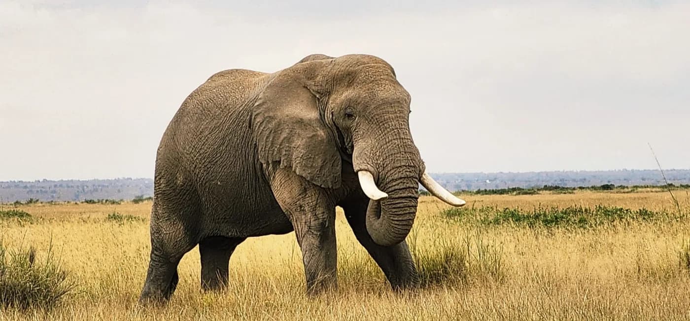Elephant standing on pale open savannah