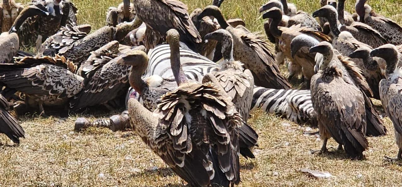 Scavenging birds gathered beside zebras on grassland