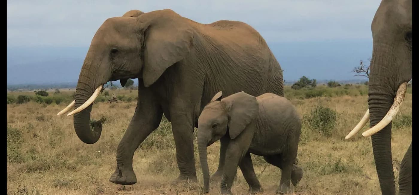 Adult elephant walking with a calf