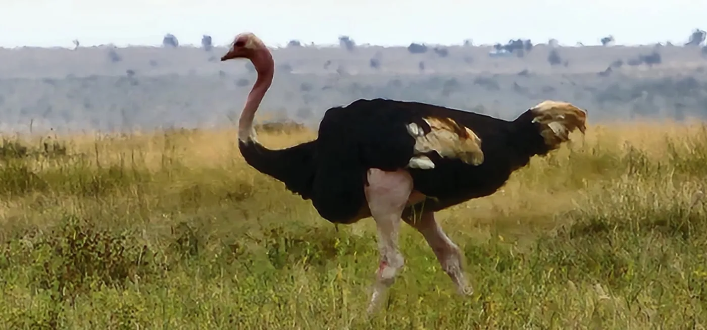 Ostrich walking across open savannah