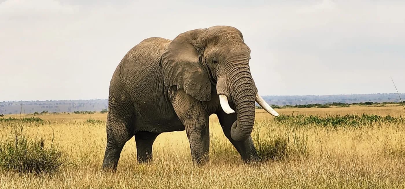 Large elephant crossing dry East African grassland
