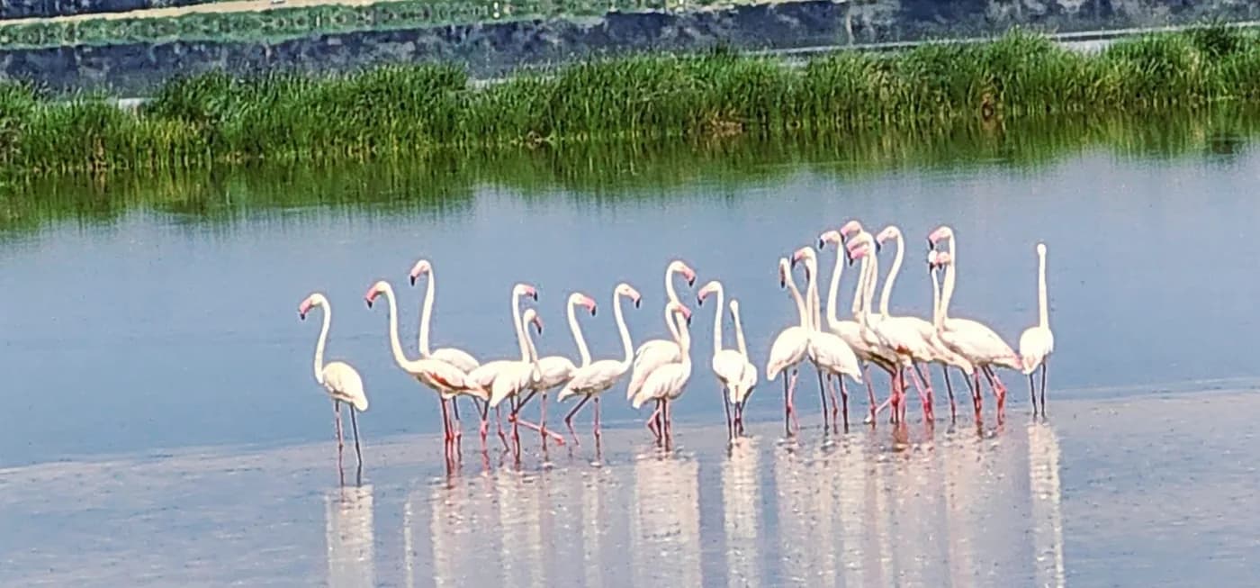 Flamingos standing in calm shallow water