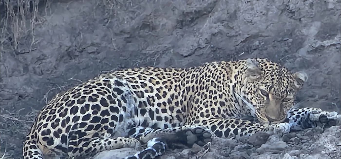 Leopard resting on a rock in warm light