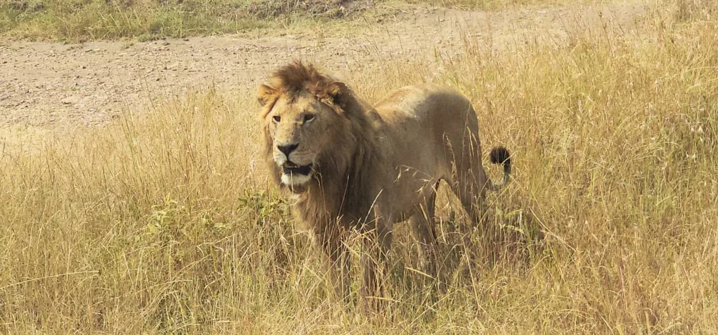 Male lion watching from tall golden grass