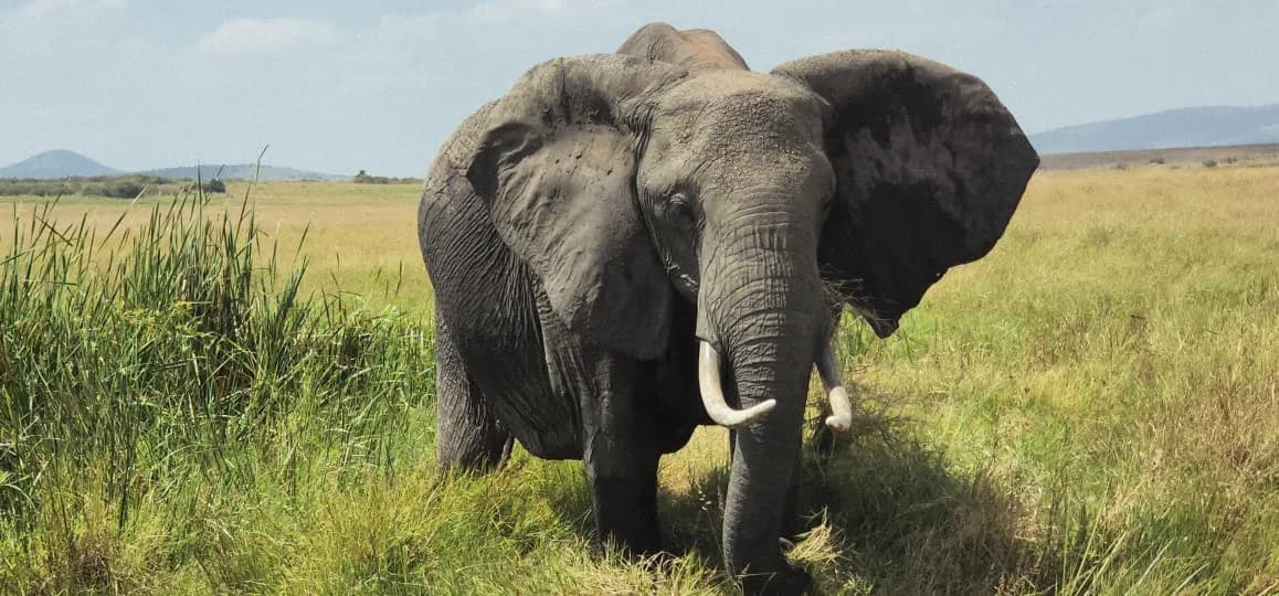 Elephant standing in open savannah