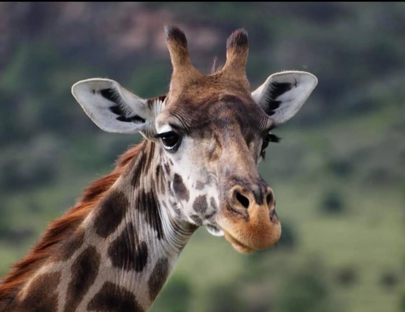 Giraffe looking toward the camera