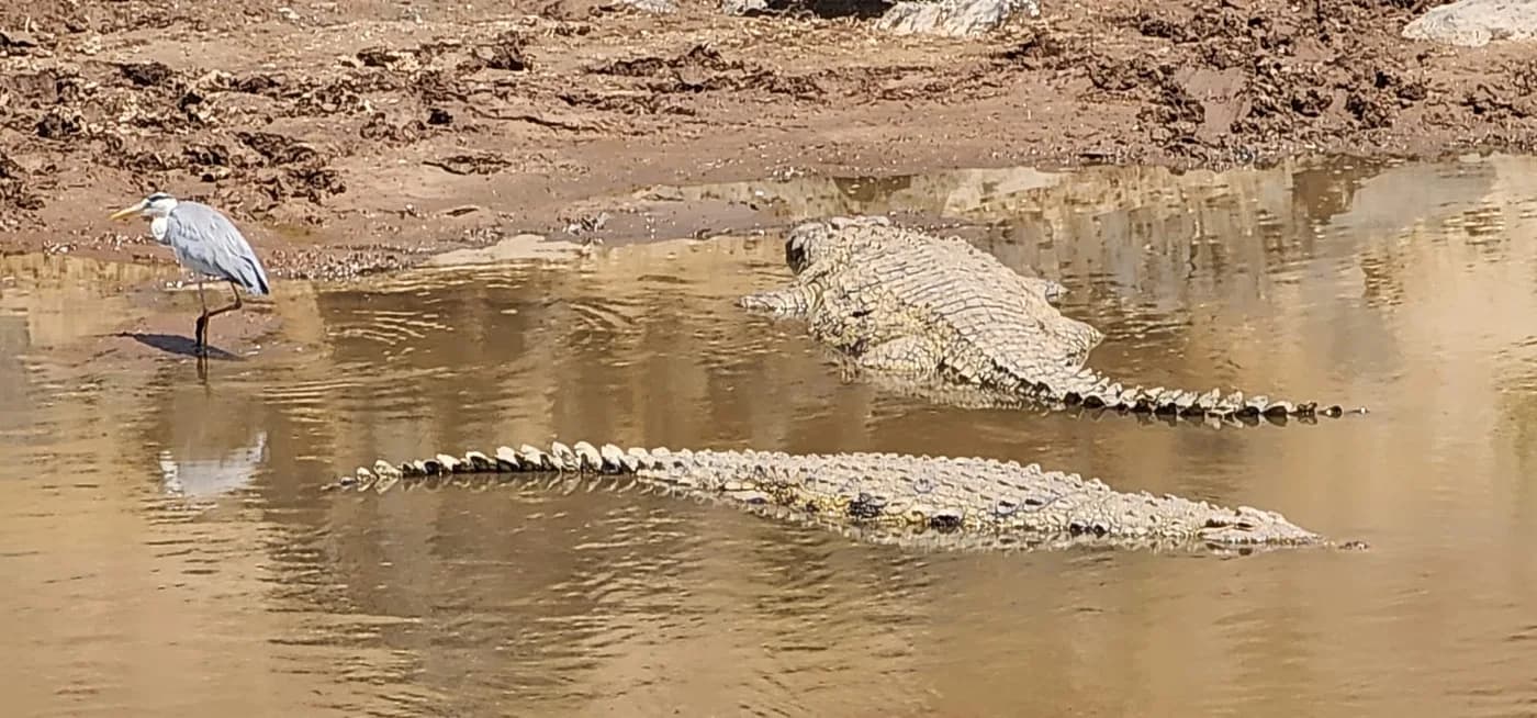Crocodile resting at the edge of shallow water