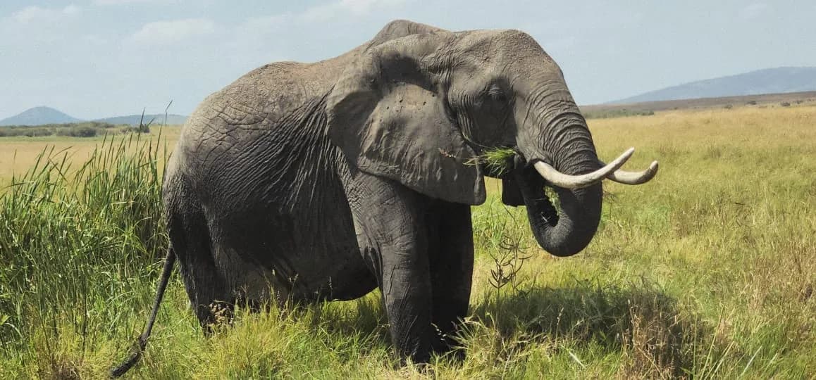 Elephant walking through open East African grassland
