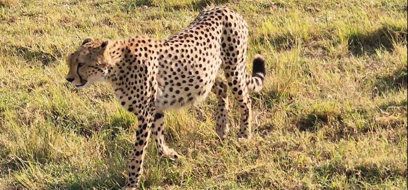 Cheetah walking through short grass
