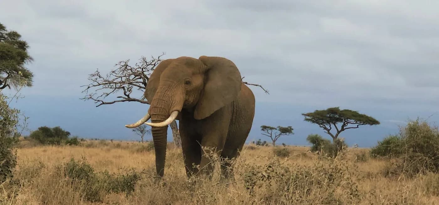 Elephant moving through grassland beneath a cloudy sky