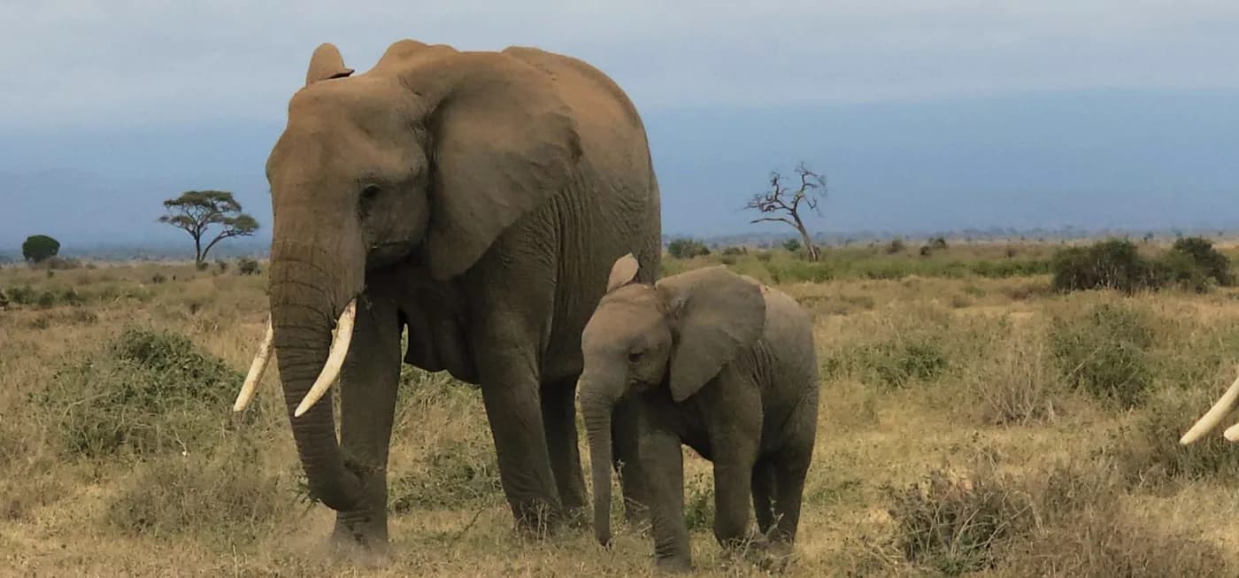 Elephant and calf standing in open country