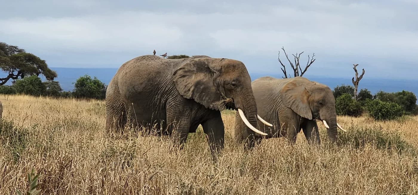 Elephant herd moving below acacia trees and distant hills