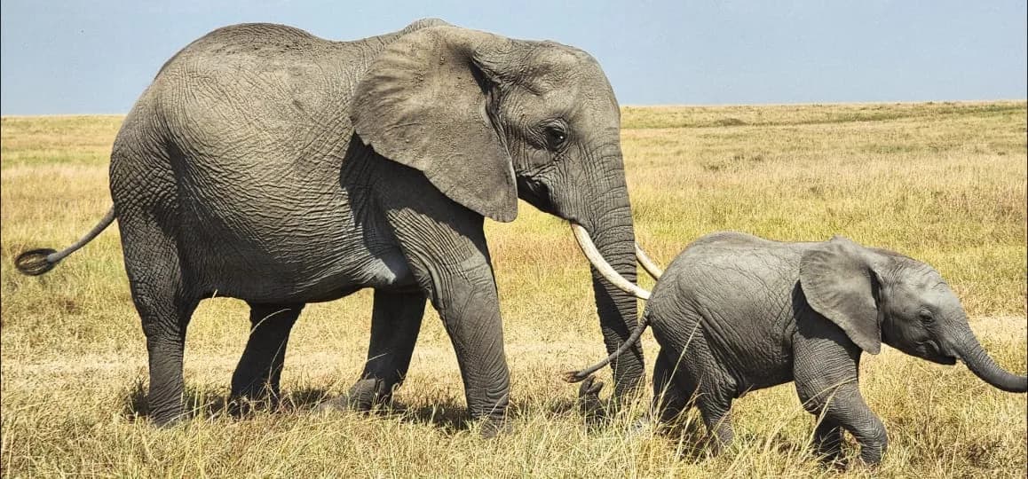 Adult elephant and calf walking side by side