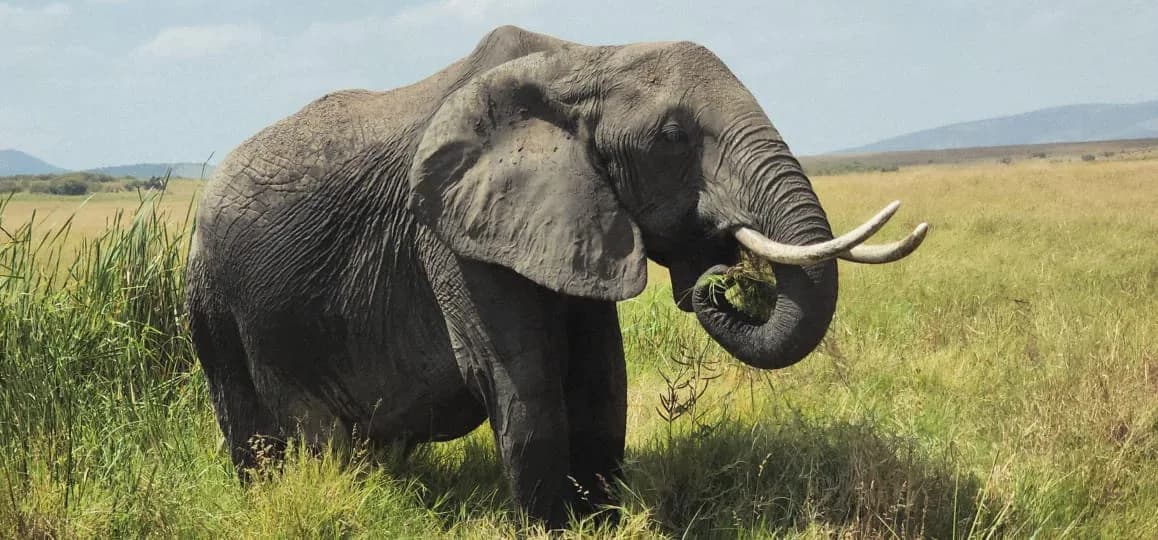 Elephant walking across green grassland