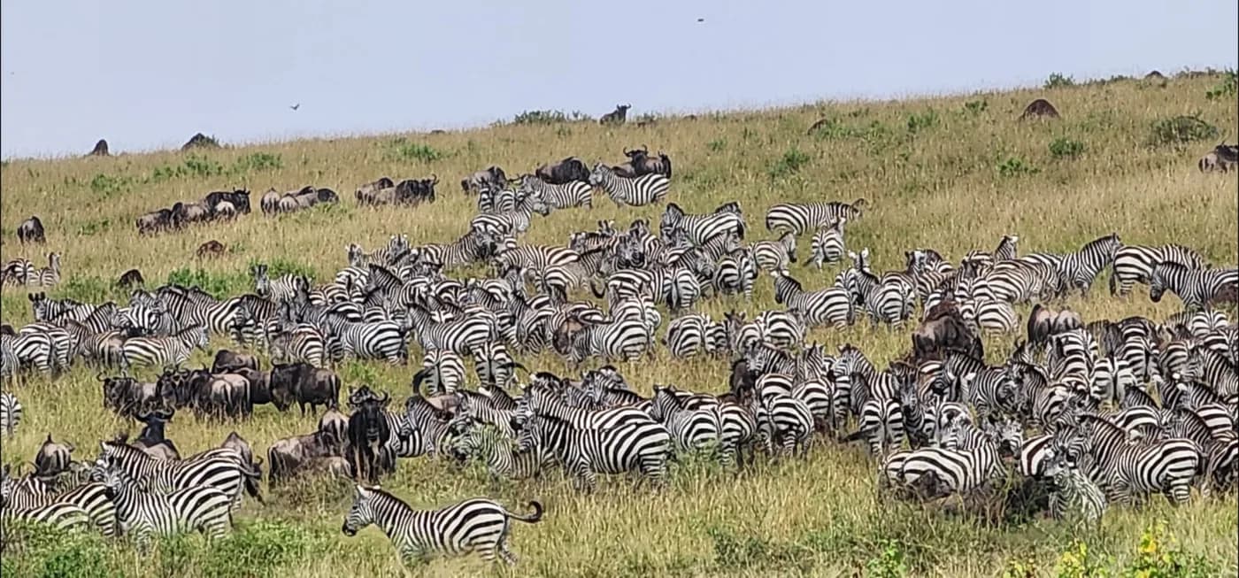 Large zebra and wildebeest herd spread across grassland