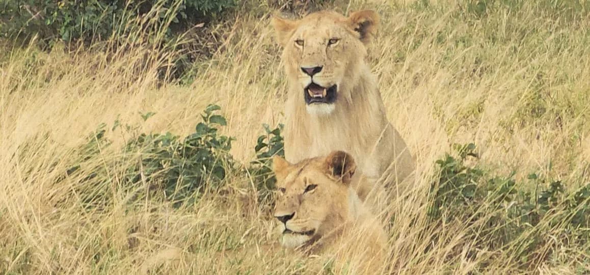 Lionesses watching from tall savannah grass