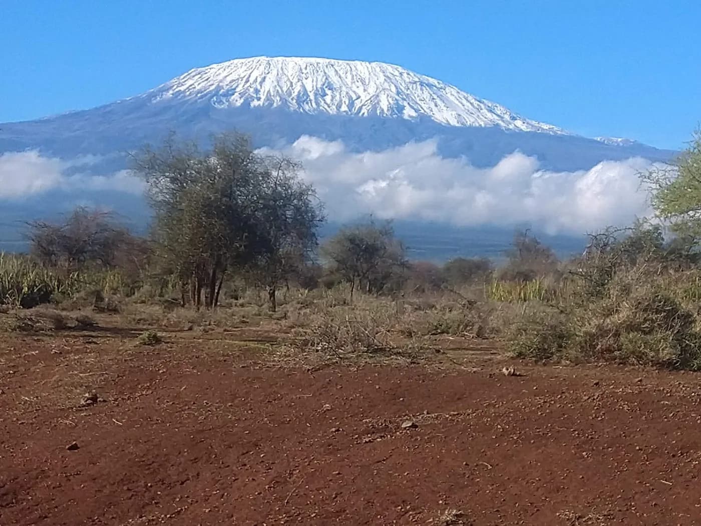 Mount Kilimanjaro above red earth and low bush