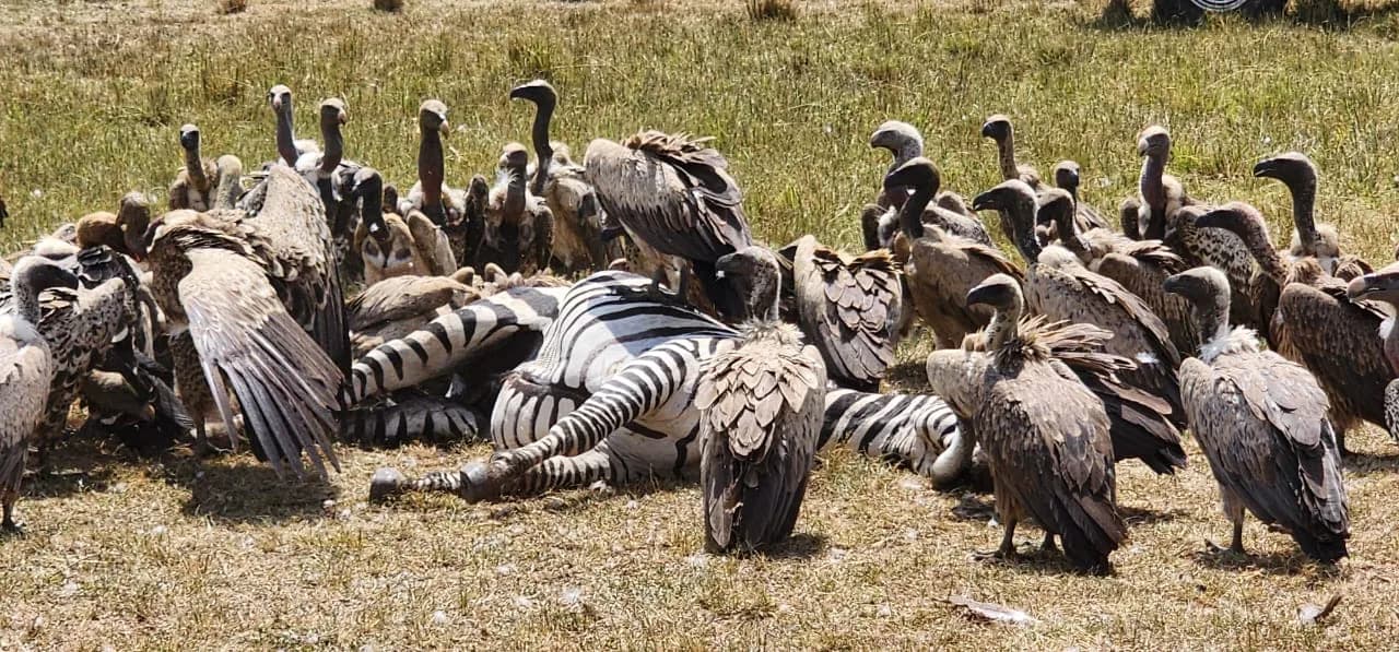 Zebras gathered with scavenging birds on open grassland