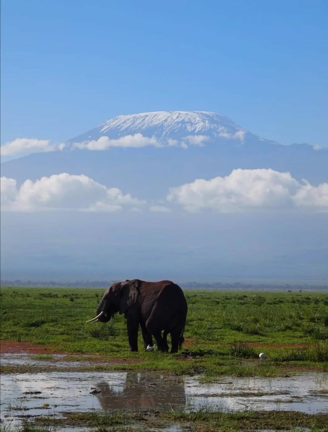 Elephant in wetland with Mount Kilimanjaro in the distance